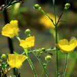 Attēlu rezultāti vaicājumam “Ranunculus polyanthemos”