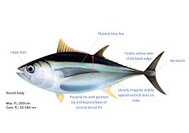 Image result for Thunnus obesus