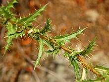 Attēlu rezultāti vaicājumam “Carlina biebersteinii bud”