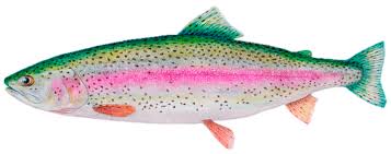 Image result for Oncorhynchus