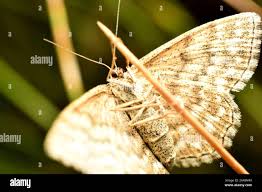 Attēlu rezultāti vaicājumam “Scopula immorata”