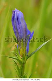 Attēlu rezultāti vaicājumam “Gentiana pneumonanthe”