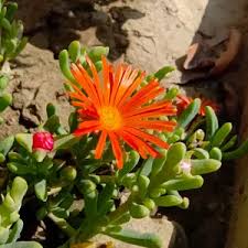 Attēlu rezultāti vaicājumam “Cribraria aurantiaca var. persoonii”