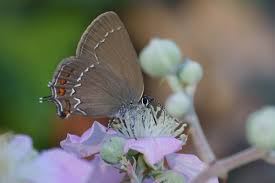 Attēlu rezultāti vaicājumam “Satyrium ilicis underside”