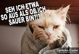 Bildergebnis für katzenbilder kostenlos