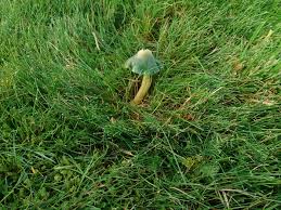 Attēlu rezultāti vaicājumam “Symphytocarpus flaccidus young”