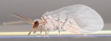 Attēlu rezultāti vaicājumam “Coniopterygidae”