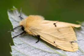 Attēlu rezultāti vaicājumam “Spilosoma lutea larva”