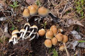 Attēlu rezultāti vaicājumam “Coprinus micaceus”