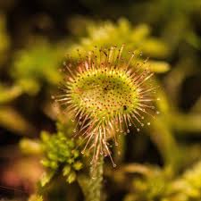 Attēlu rezultāti vaicājumam “Droseraceae”