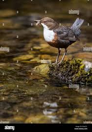 Attēlu rezultāti vaicājumam “Cinclus cinclus adult”
