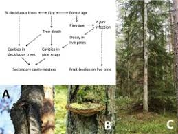 Attēlu rezultāti vaicājumam “Phellinus pini”