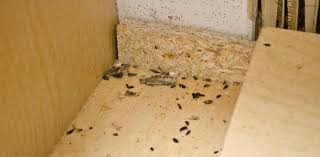 Image result for insect poop