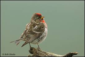 Attēlu rezultāti vaicājumam “Carduelis flammea male”
