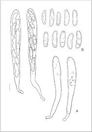 Attēlu rezultāti vaicājumam “Propolis farinosa”