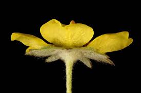 Attēlu rezultāti vaicājumam “Potentilla argentea flower”