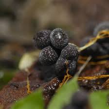 Attēlu rezultāti vaicājumam “Badhamia utricularis young”