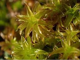 Attēlu rezultāti vaicājumam “Syntrichia”