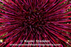 Image result for Mesocentrotus franciscanus