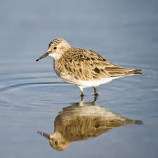Image result for Calidris bairdii