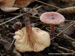 Attēlu rezultāti vaicājumam “Lactarius”