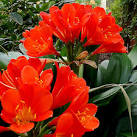 Yes it is your houseplant on steroids! - via Daymix