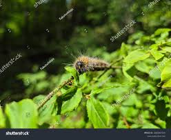 Attēlu rezultāti vaicājumam “Phalera bucephala larva”