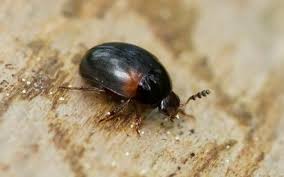 Attēlu rezultāti vaicājumam “Leiodidae”