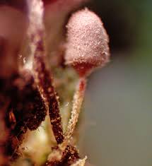 Attēlu rezultāti vaicājumam “Heterotrichia insignis (syn. Arcyria insignis) spores”