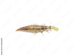 Attēlu rezultāti vaicājumam “Chrysopidae larva”