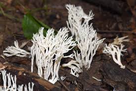 Attēlu rezultāti vaicājumam “Ramariopsis kunzei”