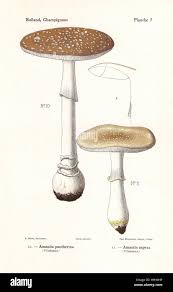 Attēlu rezultāti vaicājumam “Amanita pantherina”