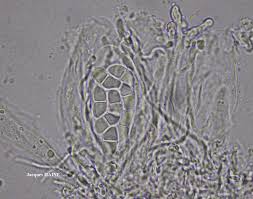 Attēlu rezultāti vaicājumam “Ramalina calicaris”
