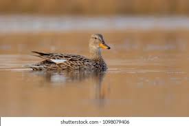 Attēlu rezultāti vaicājumam “Anas strepera female”