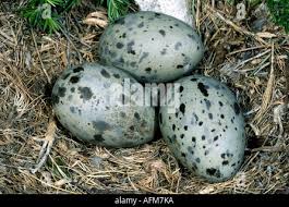 Attēlu rezultāti vaicājumam “Larus argentatus eggs”
