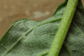 Attēlu rezultāti vaicājumam “Epiblema foenella”