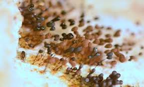 Attēlu rezultāti vaicājumam “Comatricha alta macro”