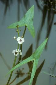 Attēlu rezultāti vaicājumam “Sagittaria sagittifolia leaf”