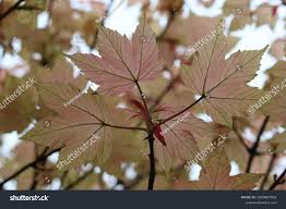 Attēlu rezultāti vaicājumam “Acer pseudoplatanus fo. purpurascens”