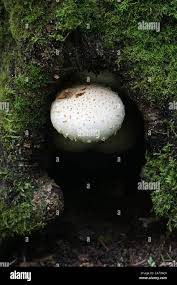 Attēlu rezultāti vaicājumam “Pholiota heteroclita”