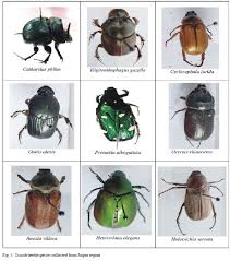 Attēlu rezultāti vaicājumam “Scarabaeidae”