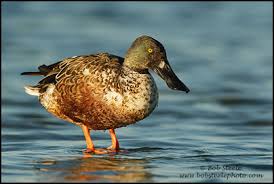 Attēlu rezultāti vaicājumam “Anas clypeata”