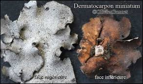 Attēlu rezultāti vaicājumam “Dermatocarpon miniatum”