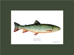 Image result for Salvelinus fontinalis