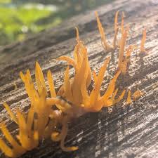 Attēlu rezultāti vaicājumam “Calocera cornea”