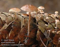 Attēlu rezultāti vaicājumam “Strobilurus esculentus”