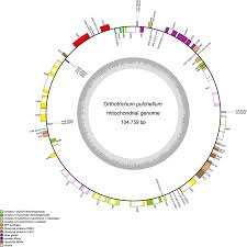 Attēlu rezultāti vaicājumam “Orthotrichum, Nyholmiella”