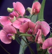 Attēlu rezultāti vaicājumam “Lathyrus sylvestris bud”