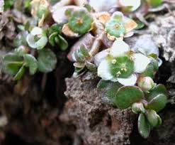 Attēlu rezultāti vaicājumam “Elatinaceae”