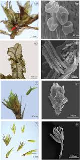 Attēlu rezultāti vaicājumam “Didymodon rigidulus sporophyte”